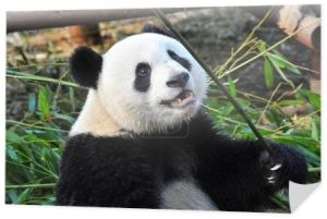 ładny giant panda bear jedzenie bambusa