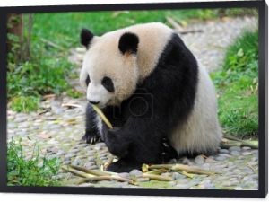 ładny giant panda bear jedzenie bambusa