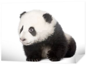 Panda Wielka, Wielka kinia, 4 miesiące, przed białym tle, łapka