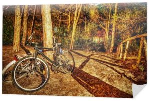 rowery w lesie w nocy