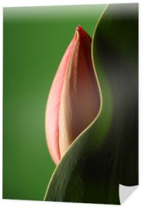 tulipan z zakrzywionym liściem i zielonym tłem