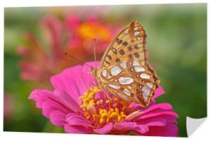 zbliżenie wysokiego brązowego motyla fritillary na kwiat cynia