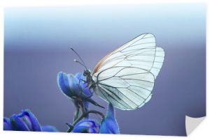 biały motyl na niebieskim kwiatku