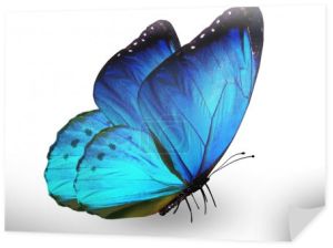 niebieski motyl, na białym tle