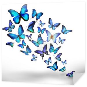 niebieski wielu różnych motyle latające