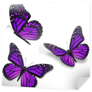 fioletowy motyl monarch