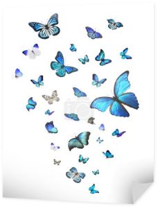 Stado motyle niebieski