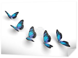 pięć motyli