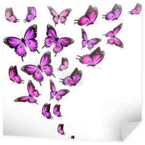 Piękne różowe motyle, na białym tle