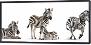 Wildlife zoo safari africa zebras animals banner panorama long - Collection of standing, sitting, lying group of zebra (hippotigris) family with young baby, isolated on white background, Generative Ai