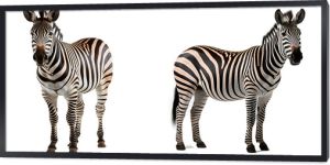 zebra png. zebras png. set of two zebras isolated png