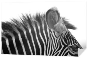 Gorgeous Zebra!