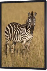 Zebra stojąca w suchej trawie
