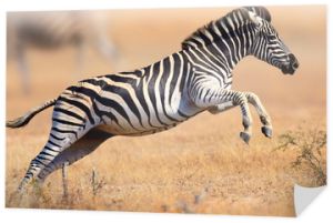 Zebra biegająca i skacząca