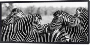 Stado zebr na czarno-białym zdjęciu z głowami razem