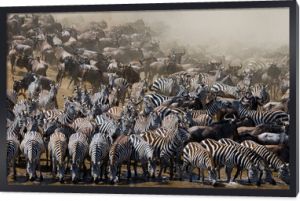 Wielkie stado gnu jest nad rzeką Mara. Wielka migracja. Kenia. Tanzania. Park Narodowy Masai Mara. Doskonała ilustracja.