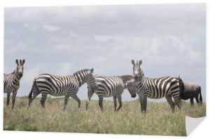 Portret dzikiej zebry wędrującej swobodnie