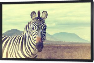 Dzika zebra afrykańska. Efekt vintage