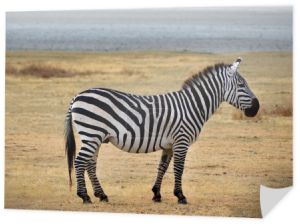 Safari-zebra pozowanie i ciekawie wyglądający