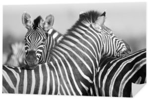 Zebra stada w czarno-białe zdjęcie z głowy razem