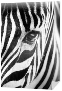 Portret zebra. Czarno-białe.