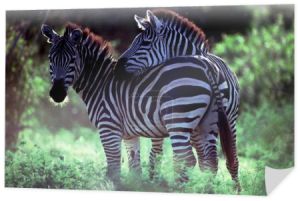 Zebra - dzikość
