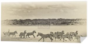 Zebry w Parku Narodowym Serengeti, Tanzania