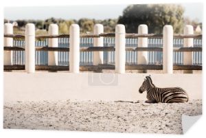 paski zebra leżące na piasku w pobliżu ogrodzenia 