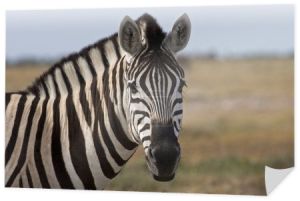 portret burchells zebra