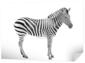 afrykańskich zwierząt zebry Wyświetlono piękny czarny & biały pasek