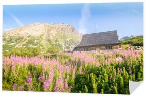 Drewniana chata na kwiecistej łące w Tatrach