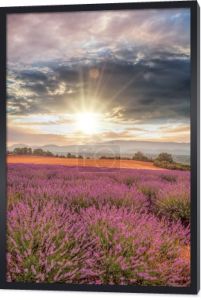 Lawenda pole przeciwko kolorowy zachód słońca w Provence, Francja