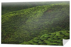 Widok z lotu ptaka zielonej herbaty plantacji na tle