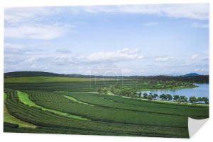 Widok z lotu ptaka zielonej herbaty plantacji i jeziora na słoneczny dzień