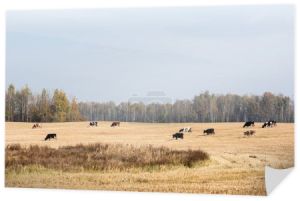 Stado krów stojących na polu przeciw błękitnemu niebu 