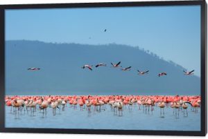 stado flamingów