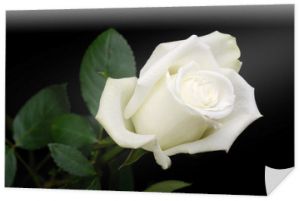 Biała róża na czarno