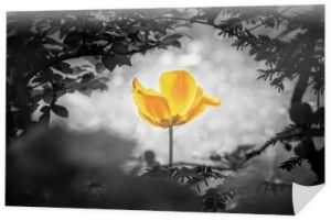 Żółta dusza tulipana w czerni i bieli dla pokoju uzdrawia nadzieję. Kwiat jest symbolem mocy życia i siły umysłu poza smutkiem, śmiercią i smutkami. Symbolizuje również gojenie się stresu lub wypalenia