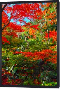 Kioto Arashiyama w sezonie jesiennych liści. Sceneria w jesiennym lesie.