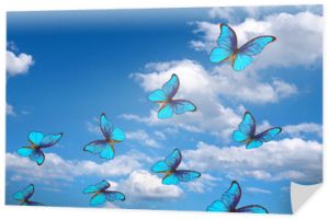 jasne motyle latające w błękitne niebo z chmurami. latające niebieskie motyle. kolorowe motyle morpho.