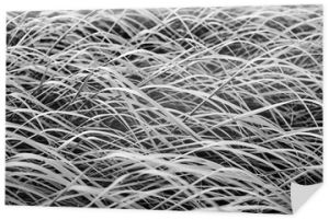 Czarno-białe abstrakcyjne tło trawy