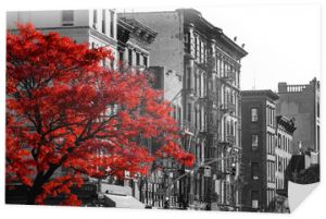 Czerwone drzewo na czarno-białej ulicy Nowego Jorku