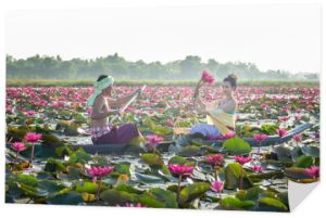 Azjaci zbierają czerwone kwiaty lotosu dla azjatyckich kobiet. Kultura Tajów...