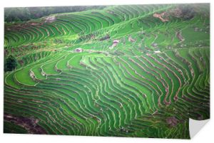 Tarasowe pola ryżowe w powiecie Yuanyang, Yunnan, Chiny