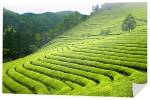 Plantacja zielonej herbaty w Korei Południowej