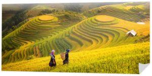 Wietnam. Pola ryżowe przygotowują żniwa w północno-zachodnim Wietnamie
