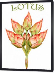 Ilustracja akwarela ręcznie rysowane bukiet kwiat lotosu różowy i zielonych liści na białym tle. Wiosna azjatycki kwiat lilii wodnej. Botaniczny, organiczny, natura, kwiat, pączek, kwiat.