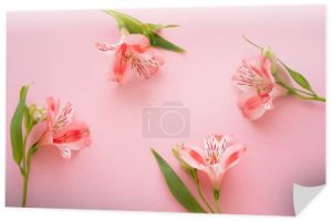 widok z góry lilie peruwiańskie na różowym tle
