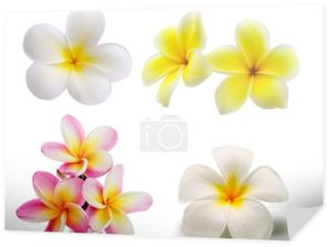 Tropikalne kwiaty plumerii (plumeria) na białym tle na biały backgro