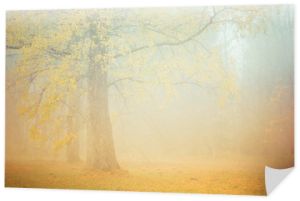 Obraz mglistego poranka w lesie
